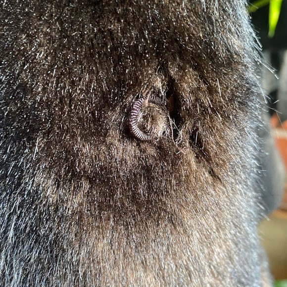 SOLD ♥️ 1970’s Vintage Faux Fur Coat | Chocolate Brown - Picture 11 of 12